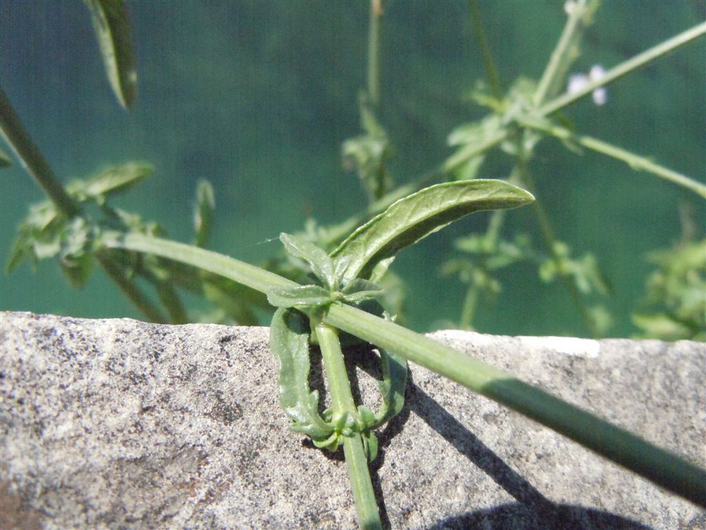 Verbena officinalis